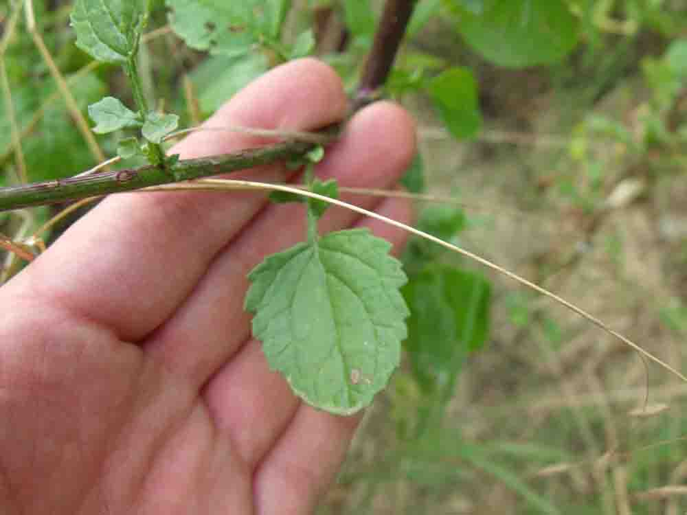 Asteracea ignota.- Senecio erraticus?